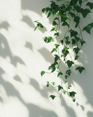 Green Ivy Vine and Shadow on a White Wall - Minimalist Nature Background.