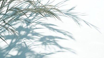 Abstract Shadow of Grass Plant on White Wall - Minimalist Nature Background.