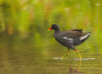 Gallinule Walking Through The Marsh
