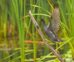 Gallinule On Stick In The Marsh