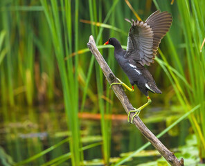 Gallinule On Stick In The Marsh