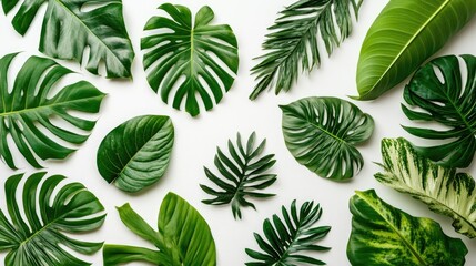 Vibrant collection of assorted tropical leaves set against a white backdrop perfect for themes centered on nature and greenery