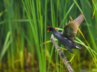 Gallinule On Stick In The Marsh