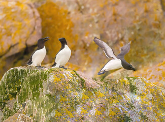 Razorbills On The Rocks