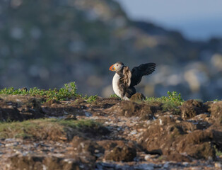 Atlantic Puffin Flapping Wings
