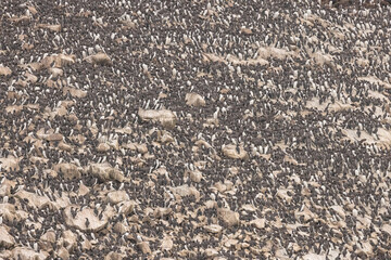 A Colony Of Common Murres