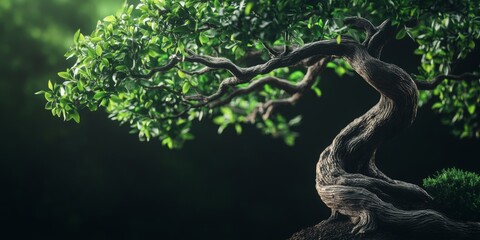 Obraz premium Close-up of a Bonsai tree with intricately twisted branches and delicate green leaves against a dark, neutral background, showcasing its detailed textures,space for text