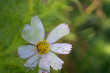 Obraz premium white flower with leaves