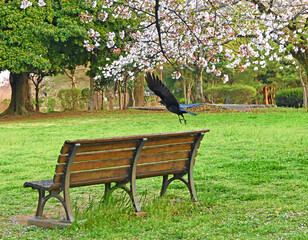 桜の木からベンチへ飛び立つカラス