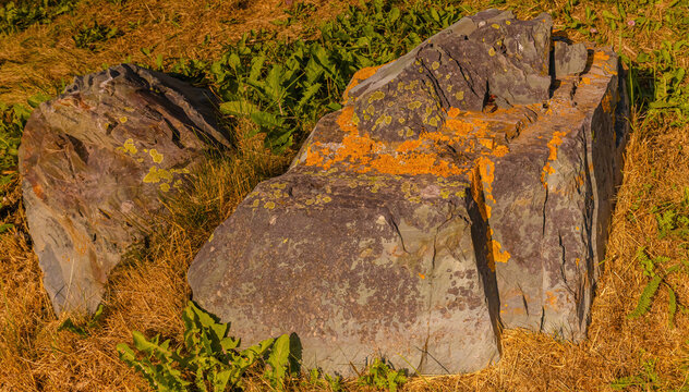 Rock With Lichens In Brigus Newfoundland