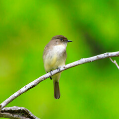 This Eastern Phoebe is seen against a creamy, green backdrop which really shows off this beautiful bird.