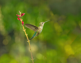 Hummingbird