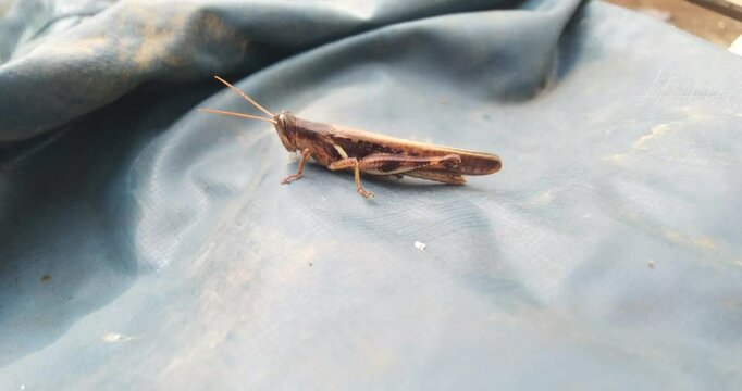grasshoppers that landed on the cloth
