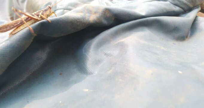 grasshoppers that landed on the cloth
