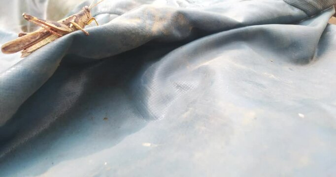 grasshoppers that landed on the cloth
