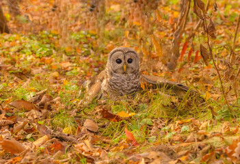 owl in the autumn forest