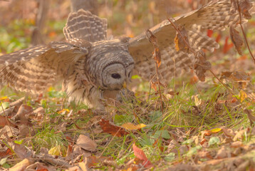 barn owl in the woods