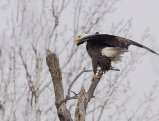 bald eagle on tree
