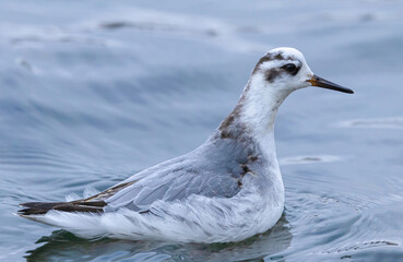 Red Phalarope Close To The Shoreline
