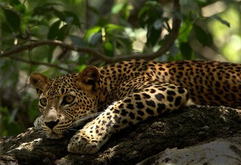 Sri Lankan Leopards in Wilpattu National Park, Sri Lanka 