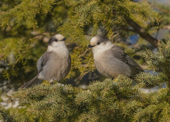 Two Grey Jays