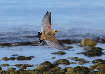 Horned Lark In Flight