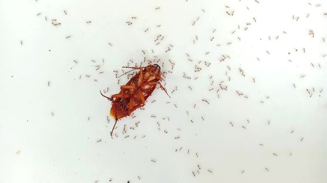 Dead cockroach lying on back on white background being swarmed and eaten by tiny red ants, close up shot of insect pest control concept