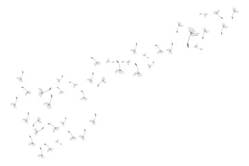 Dandelion Logo, Vector Plant Dandelion flower, Design Icon Template