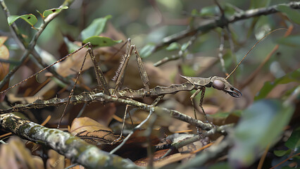 Tree Branch with Camouflaged Stick Insect in a Natural Environment