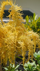 beautiful yellow flowers