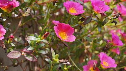 Obraz premium pink flowers in the garden