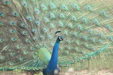 Sri Lankan Birds in Wilpattu National Park, Sri Lanka 