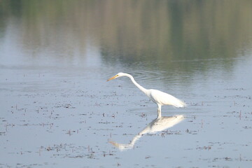 Sri Lankan Birds in Wilpattu National Park, Sri Lanka 