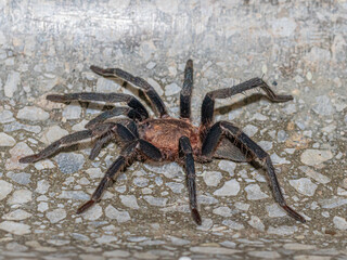 tarantula on the wall