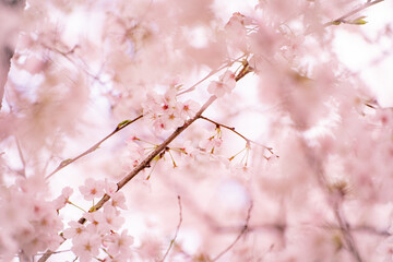 ピンク色に咲く桜