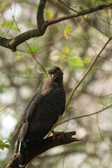 Sri Lankan Birds in Wilpattu National Park, Sri Lanka 
