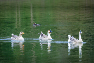 Three Canadian goose are swimming in a pond