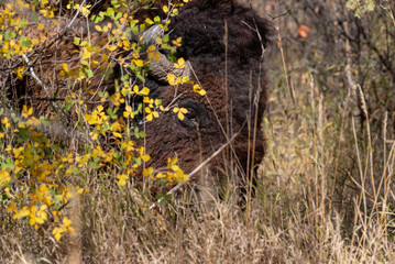 Horned bison head peeking through tall grass in national park