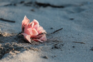 花　砂浜　海　埋まる花　夕暮れ　