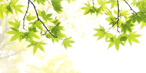 Obraz premium Spring branches of maple tree with fresh green leaves