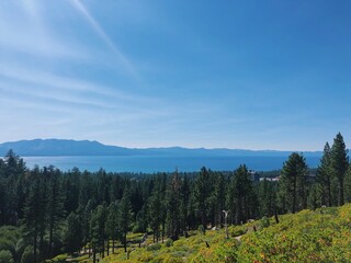 northern california trees 