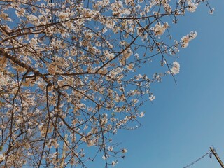 blooming tree
