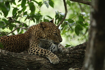 Sri Lankan Leopards in Wilpattu National Park, Sri Lanka 