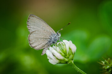 Close up of Common grass blue butterfly