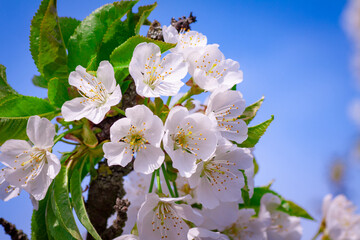 Beautiful nature scene with blooming tree and sun flare. Sunny day. Spring flowers. Beautiful Orchard. Abstract blurred background. Springtime Spring border or background art with pink blossom.