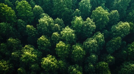 Naklejka premium Forest scene highlighting trees emphasizing climate change global warming sustainable living and ecological balance