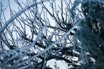 Frosty Spruce Branches.Outdoor frost scene winter background. Beautiful tree Icing in the world of plants and sunrise sky. Frosty , snowy, scenic