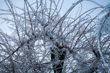 Icing in the world of branch with long green needles covered with a thin layer of ice on a winter day.