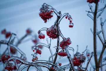 Red viburnum berries frozen by the first frosts in December. Viburnum fruits covered with ice and frost. Winter berries with vitamins