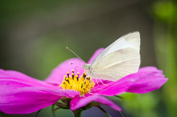 close up of a cabbage white butterfly on a flower